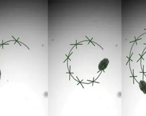 Tạo ra robot sống siêu nhỏ, giúp đưa thuốc vào cơ thể