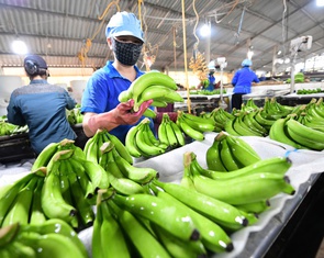 Xuất khẩu rau quả bứt phá, 15 ngày mang về 650 triệu USD