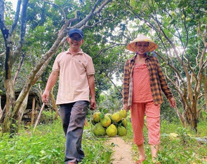 Thanh trà Huế được mùa, lần đầu tiên vào siêu thị lớn ở TP.HCM