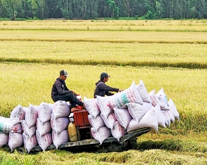 Tích cực tìm thị trường mới cho gạo xuất khẩu