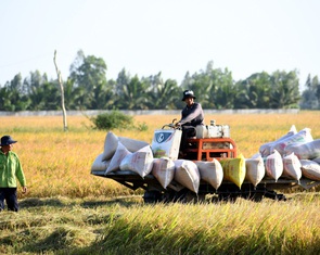 Thủ tướng yêu cầu hướng dẫn doanh nghiệp thu mua lúa gạo tạm trữ và tìm kiếm thị trường mới