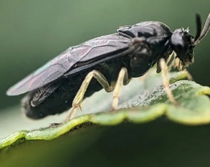 Ong 'toàn cái' từ Đông Á tràn sang Bắc Mỹ, khoa học lo lắng