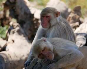 Phát hiện hàng chục loài linh trưởng có quan hệ đồng giới