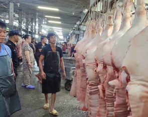 Tăng liên tục, giá heo hơi ở đỉnh 77.000 đồng/kg, giá dịp Tết sẽ thế nào?