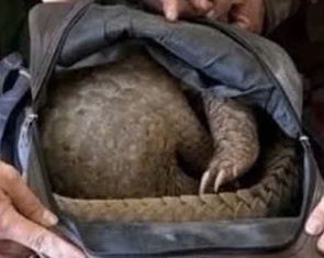 Bẫy được tê tê ở rừng biên giới, mang đi bán thì bị bắt quả tang