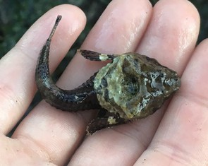 Chiếc 'trống' bí ẩn trên đầu loài cá nhỏ khiến khoa học bối rối