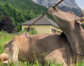 Một con bò biết dùng gậy để gãi lưng, khiến giới khoa học kinh ngạc