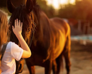 Phát hiện bất ngờ: Ngựa có thể 'ngửi' thấy nỗi sợ của con người