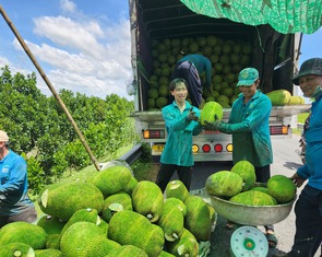 Nông dân phấn khởi, vì giá mít tăng gấp đôi vào dịp cận Tết