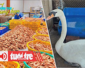 Điểm tin 18h: Đặc sản OCOP lên ngôi dịp Tết; Trộm thiên nga của Thảo cầm viên