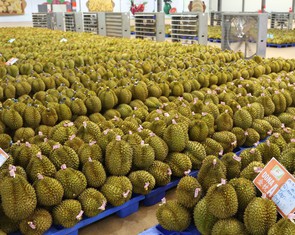 Trung Quốc tăng nhập sầu riêng Việt Nam, ngôi vương của Thái Lan bị đe dọa