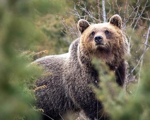 Gấu nâu tiến hóa… hiền hơn khi sống gần con người?