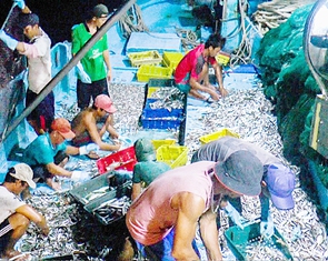 Mỹ cấm nhập 12 nhóm loài thủy sản khai thác: Sẽ hỗ trợ ngư dân chuyển đổi nghề