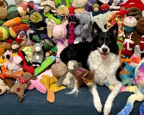 Phát hiện nhóm 'chó thiên tài' học từ mới bằng cách… nghe lén