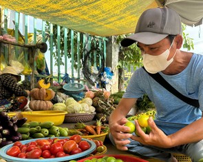 Chanh không hạt tăng giá gấp 3 nhưng nhà vườn không có hàng bán