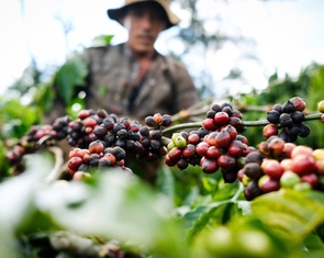 Gần 2.600 sản phẩm nông sản xuất sang Trung Quốc phải có thư xác nhận