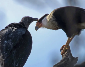 Lần đầu ghi nhận chim khác loài 'chăm sóc' cho nhau giữa đô thị
