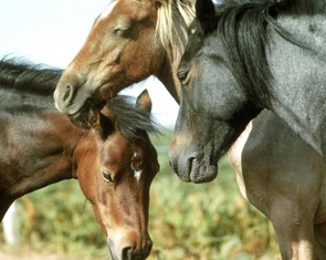 Bí mật sinh học giúp ngựa ngủ đứng, luôn sẵn sàng thoát thân