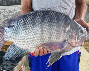 Mỹ chi hơn 50 triệu USD để mua cá rô phi ở Việt Nam