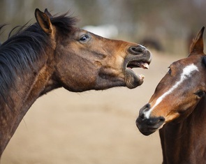Phát hiện ngựa có thể 'huýt sáo' và 'hát' cùng lúc