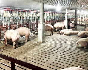 Một loạt cơ sở chăn nuôi ở Phú Thọ bị xử phạt vì vi phạm môi trường