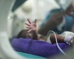 Những sinh linh bé nhỏ bắt đầu cuộc đời bằng một cuộc chiến