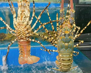 5 yếu tố giúp tôm hùm Việt Nam vượt qua Canada, Mỹ để chiếm lĩnh thị trường Trung Quốc