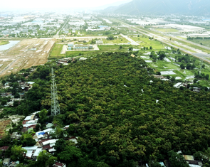 Rừng thiêng độc đáo trong lòng phố ở Đà Nẵng: Khi nào được công nhận di tích?