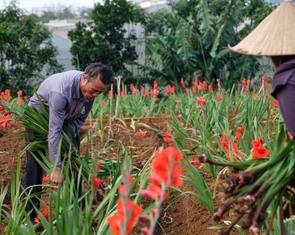 Hoa lay ơn nở trễ, nhà vườn vùng Đà Lạt nhổ bỏ cả cánh đồng