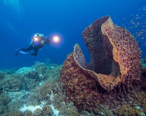 Phát hiện phân tử 541 triệu năm, hé lộ động vật đầu tiên trên Trái đất