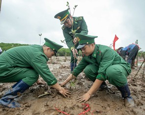 Mỗi cánh rừng được gây dựng là thêm một lớp phòng tuyến tự nhiên trước thiên tai