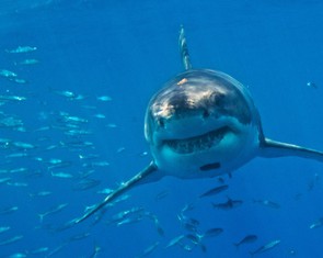 Bí mật 30.000 chiếc răng của cá mập trắng: Hàm răng 'tiến hóa' suốt đời