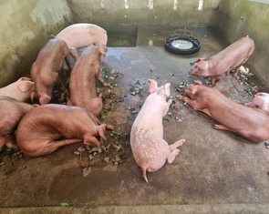 Giá heo tại Đồng Tháp tăng mạnh giáp Tết, nhưng nguồn cung được bảo đảm