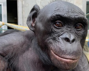 Tinh tinh lùn làm được điều tưởng chỉ con người mới có: phân biệt thật - giả