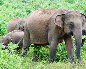 Bí ẩn màu sắc: Vì sao động vật có vú hiếm khi rực rỡ như chim và cá?