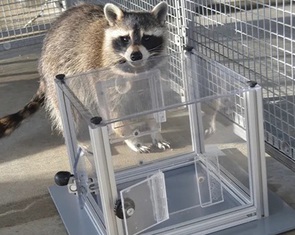 Khoa học bất ngờ phát hiện gấu mèo ‘mê’ giải đố