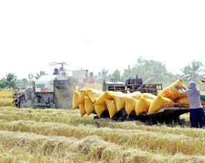 Thủ tướng yêu cầu tăng thu mua lúa, không để nông dân bị ép giá