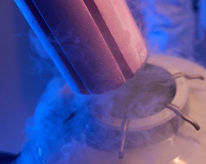 Lần đầu 'đánh thức' não chuột đông lạnh, mở hy vọng ngủ đông cho con người