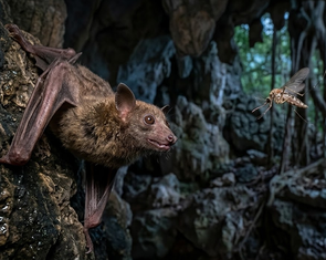 Biến muỗi thành 'kim tiêm bay' để tiêm vắc xin cho dơi
