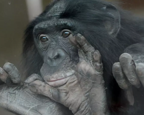 Sốc: Vượn bonobo 'hiền lành' hóa ra rất dữ, chuyên bắt nạt con đực