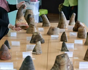 Nam Phi bắt chủ trang trại người Việt Chu Dang Khoa vì buôn lậu sừng tê giác