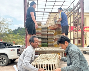 Tâm lũ Mỹ Lý ngày trở lại: Đàn gà giống gây dựng cuộc sống no ấm