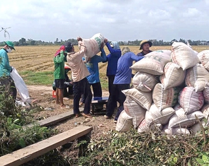 Lúa thu hoạch rộ, thương lái chậm mua