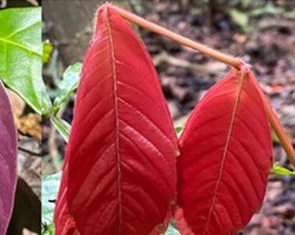 Chiêu ngụy trang tinh vi của muồm muỗm khiến khoa học bất ngờ