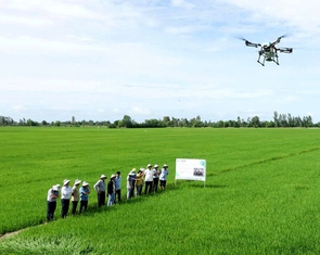 1 triệu ha lúa chất lượng cao: Có lời nhưng nông dân chưa mặn mà, vì sao?