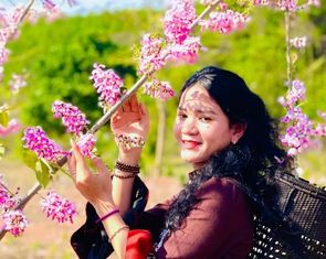 Điệp anh đào nhuộm hồng bản làng vùng biên Quảng Trị