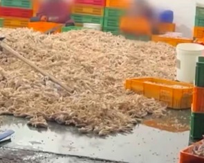 Cơ sở đồ ăn vặt Trung Quốc ngâm chân gà bằng hóa chất, dư luận phẫn nộ