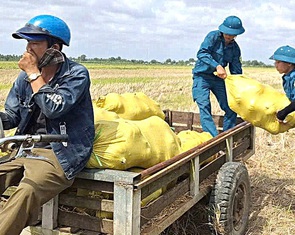 Tìm đầu ra suôn sẻ cho nông sản