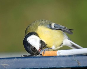 Phát hiện chim sẻ tha tàn thuốc lá về tổ, chúng làm gì?