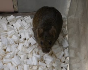 Nhân bản vô tính không thể kéo dài vô hạn, dừng lại ở thế hệ 58